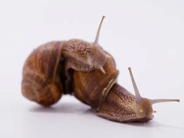 Caracol Uva Grande Sobre Fondo Blanco 2020 — Foto de Stock