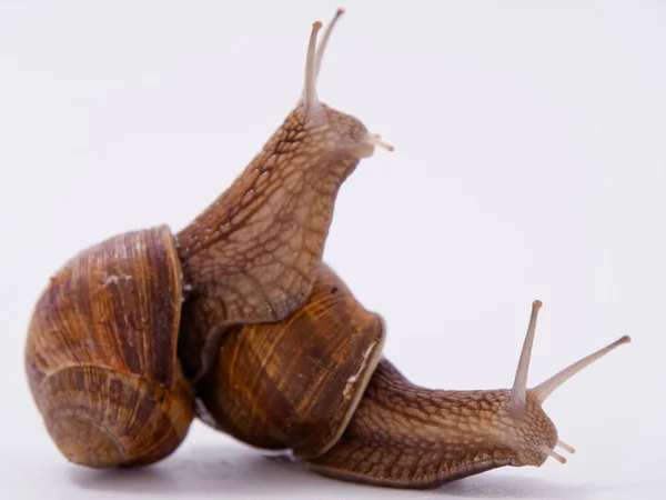 Caracol Uva Grande Sobre Fondo Blanco 2020 — Foto de Stock