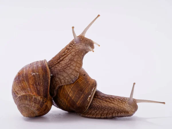 Caracol Uva Grande Sobre Fondo Blanco 2020 — Foto de Stock