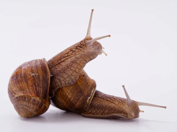 Caracol Uva Grande Sobre Fondo Blanco 2020 — Foto de Stock