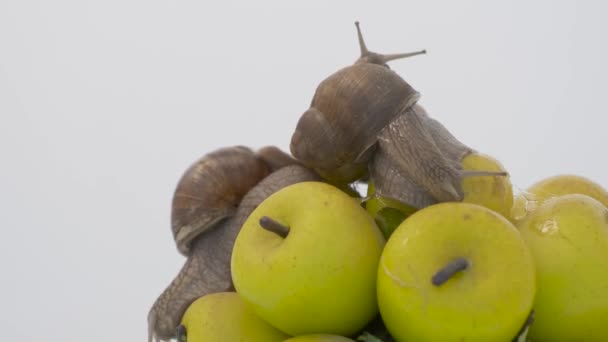 Große Weinbergschnecke Auf Weißem Hintergrund — Stockvideo