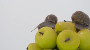               Beyaz arka planda büyük bir üzüm salyangozu       