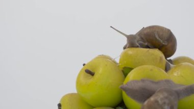               Beyaz arka planda büyük bir üzüm salyangozu       