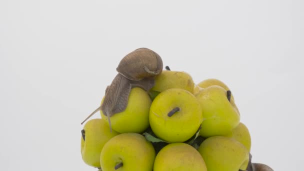 Große Weinbergschnecke Auf Weißem Hintergrund — Stockvideo