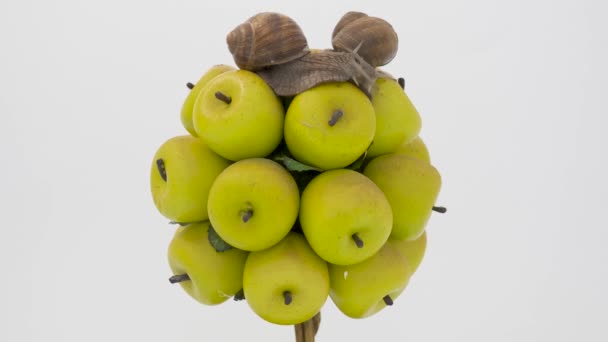Large grape snail on a white background — Stock Footage Large Grape Snail White Background Stock Video