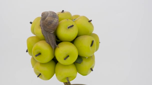 Large Grape Snail White Background — Stock Video