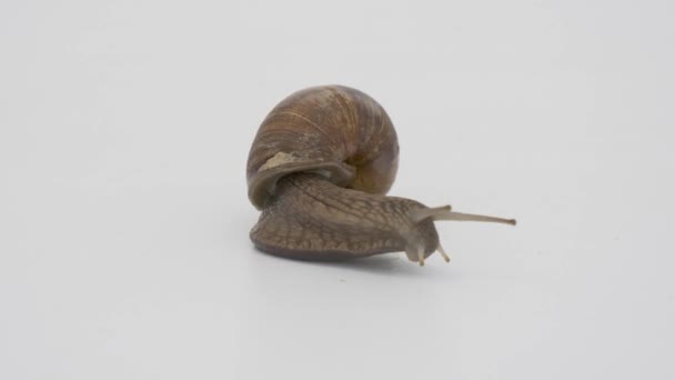 Large grape snail on a white background — Stock Footage Large Grape Snail White Background Stock Footage