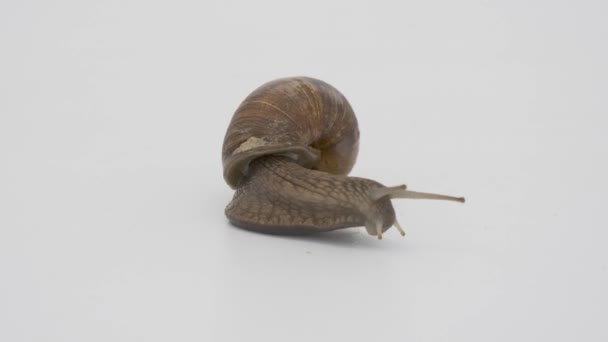 Große Weinbergschnecke Auf Weißem Hintergrund — Stockvideo