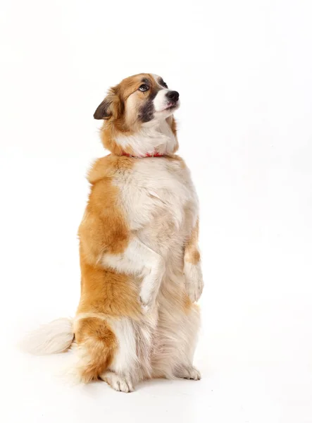 Cão Vermelho Suas Patas Traseiras Fundo Branco 2020 — Fotografia de Stock