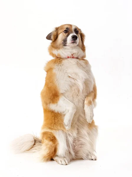 Portret Van Een Rode Hond Een Witte Achtergrond — Stockfoto