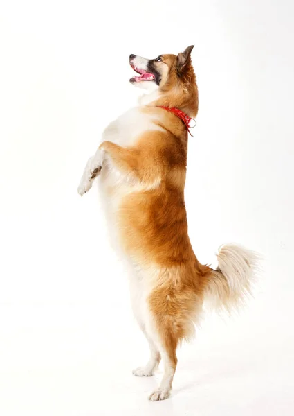 Anjing Merah Kaki Belakangnya Dengan Latar Belakang Putih 2020 — Stok Foto