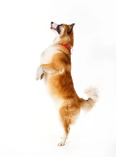 Red Dog Its Hind Legs White Background 2020 — Stock Photo, Image