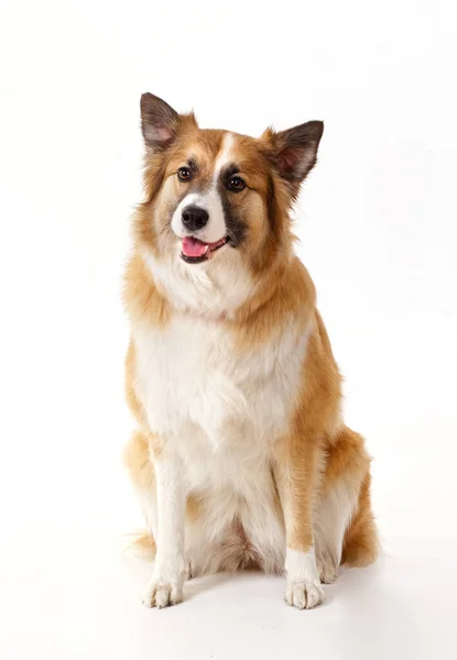 2020年白色背景下一只红狗的肖像 — 图库照片
