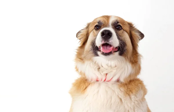 Portret Van Een Rode Hond Een Witte Achtergrond 2020 — Stockfoto