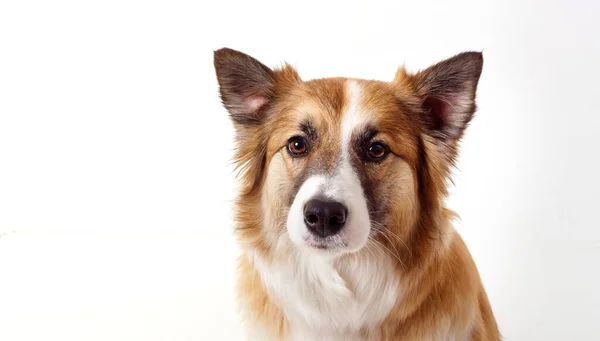 Portret Van Een Rode Hond Een Witte Achtergrond 2020 — Stockfoto