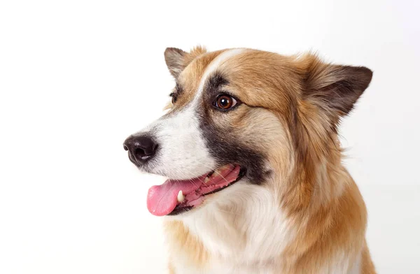 Porträt Eines Roten Hundes Auf Weißem Hintergrund 2020 — Stockfoto