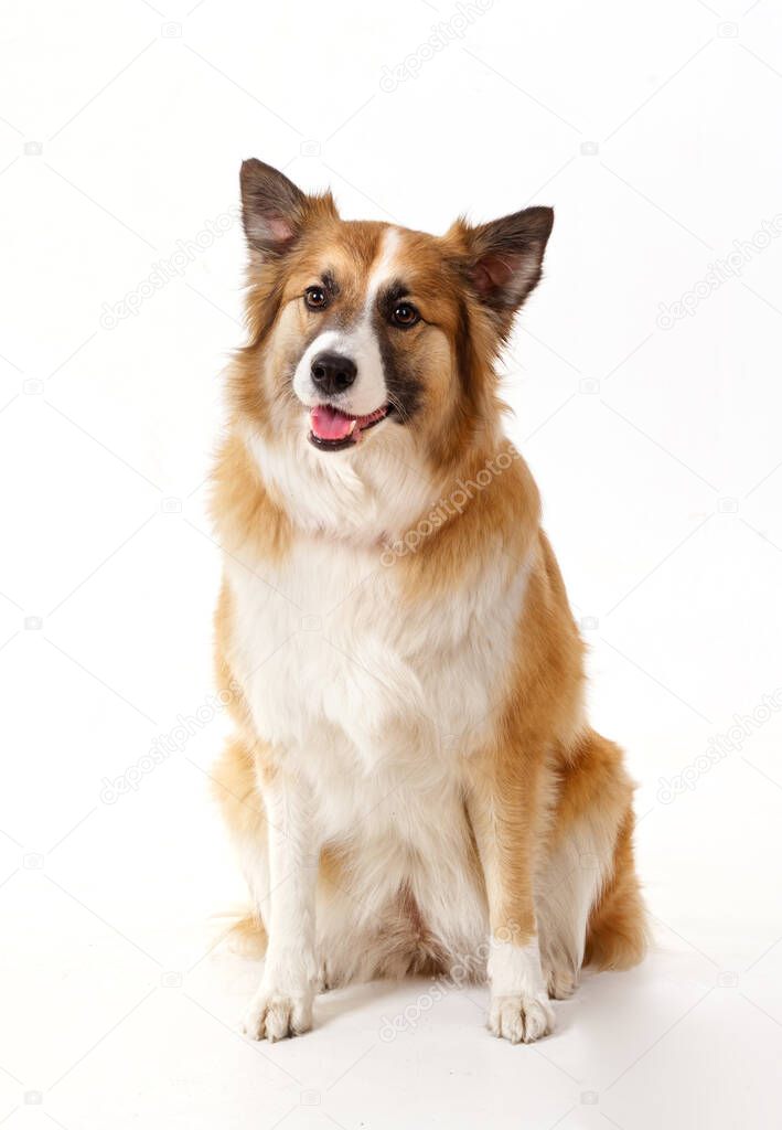 portrait of a red dog on a white background 2020