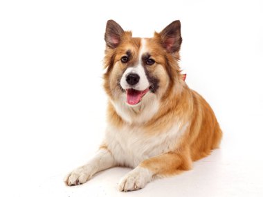 Beyaz arka planda kırmızı bir köpeğin portresi 2020