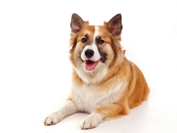 Portrait Red Dog White Background 2020 — Stock Photo, Image