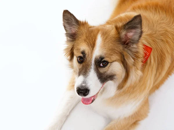 Porträt Eines Roten Hundes Auf Weißem Hintergrund 2020 — Stockfoto