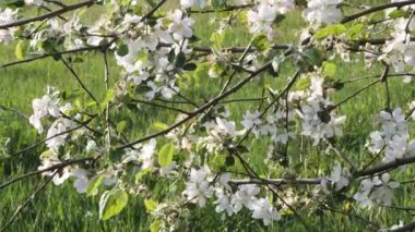 2020 'de bahçede çiçek açan elma ağaçları üzerinde beyaz çiçekler.