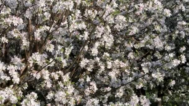 Flores Blancas Los Manzanos Flor Jardín 2020 — Vídeo de stock