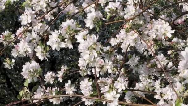 Bílé Květy Kvetoucích Jabloních Zahradě 2020 — Stock video