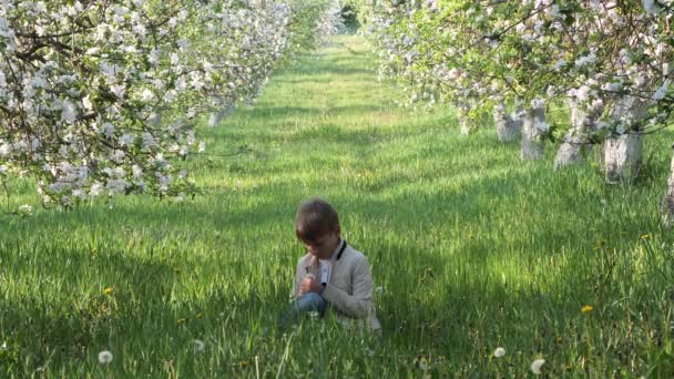 Αγόρι Στο Γρασίδι Κοντά Ανθισμένες Μηλιές Στον Κήπο 2020 — Αρχείο Βίντεο