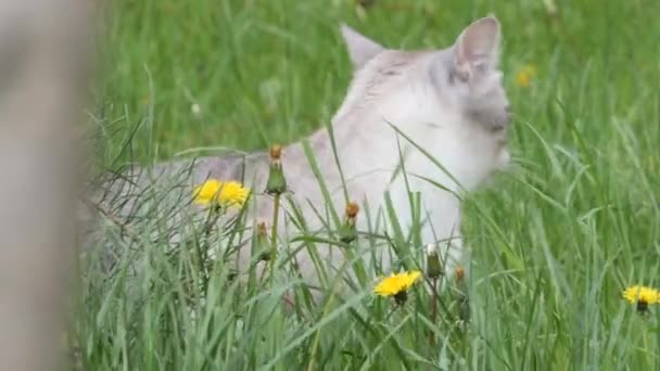 Krásná Šedá Kočka Modrýma Očima Přírodě — Stock video