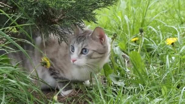 Schöne Graue Katze Mit Blauen Augen Der Natur — Stockvideo