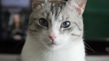 Doğada mavi gözlü güzel gri bir kedi