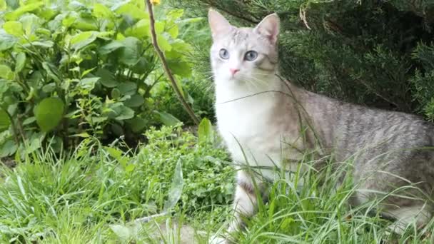 Schöne Graue Katze Mit Blauen Augen Der Natur — Stockvideo