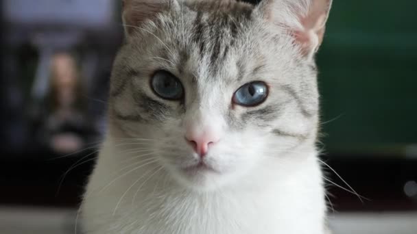 Piękny Szary Kot Niebieskimi Oczami Przyrodzie — Wideo stockowe