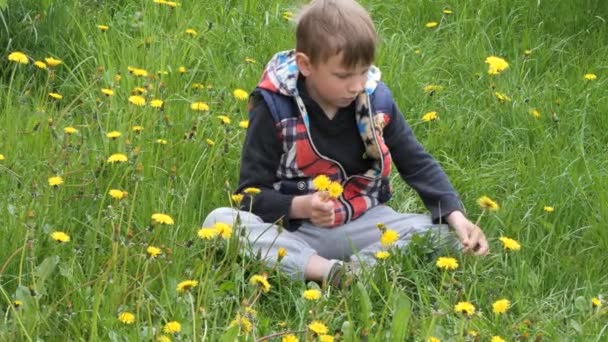 Boy Collects Dandelions Field Nature — Stock Video