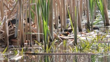 Yavrularla dolu bir yuvada siyah su tavuğu