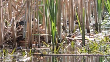 Yavrularla dolu bir yuvada siyah su tavuğu