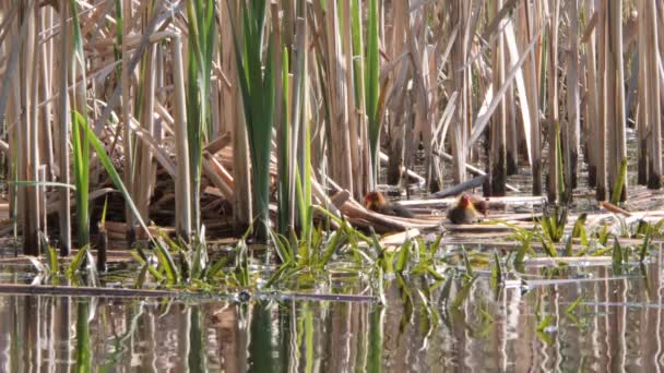 Schwarzwasserküken Auf Einem Nest Mit Küken — Stockvideo