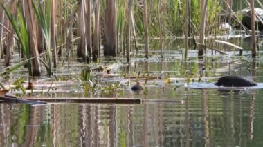 Yavrularla dolu bir yuvada siyah su tavuğu