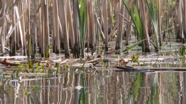 Yavrularla dolu bir yuvada siyah su tavuğu