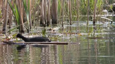 Yavrularla dolu bir yuvada siyah su tavuğu