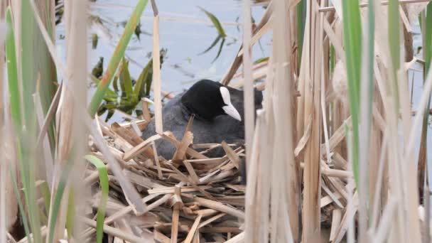 Pollo Agua Negra Nido Con Polluelos — Vídeos de Stock