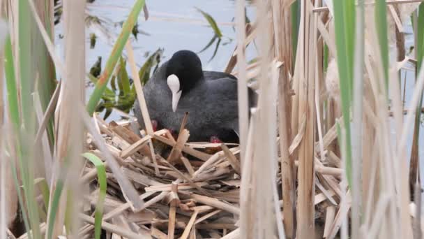 Black Water Chicken Nest Chicks — Stock Video