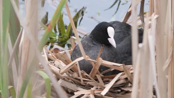 Zwart Water Kip Een Nest Met Kuikens 2020 Koet — Stockvideo