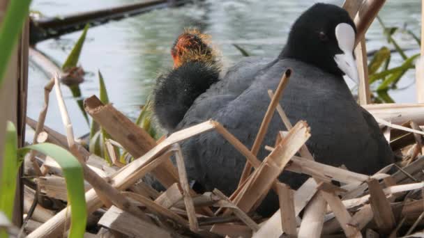 Schwarzwasserhühner Auf Einem Nest Mit Küken 2020 Blässhuhn — Stockvideo