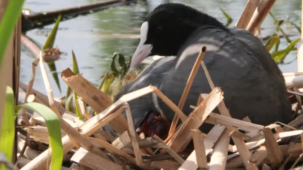 Pollo Agua Negra Nido Con Polluelos 2020 Coot — Vídeo de stock