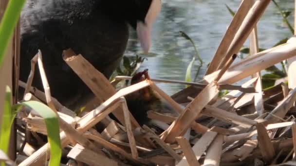 poulet d'eau noire sur un nid avec des poussins 2020 foulard 