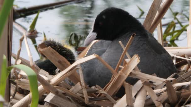 Schwarzwasserküken Auf Einem Nest Mit Küken 2020 — Stockvideo