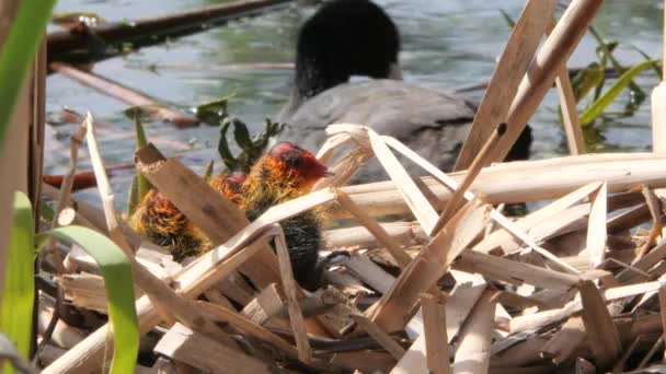 在有小鸡的鸟巢中放养黑水鸡 — 图库视频影像