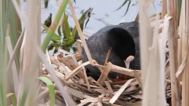 Zwart Water Kip Een Nest Met Kuikens 2020 — Stockvideo