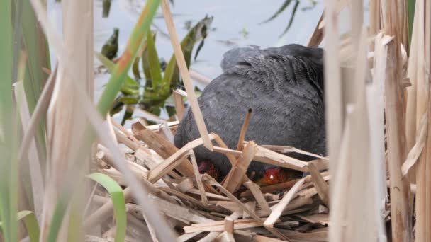 Schwarzwasserküken Auf Einem Nest Mit Küken 2020 — Stockvideo